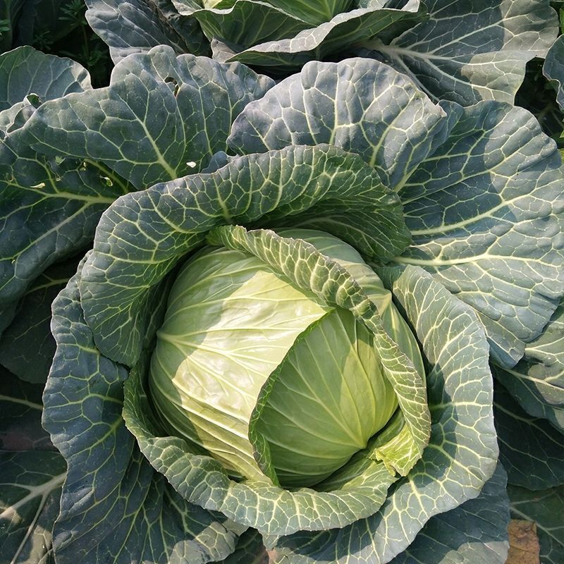 京丰一号甘蓝种子易种植好打理脆嫩包心菜种子春秋季蔬菜