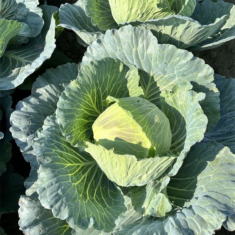 京丰一号甘蓝种子易种植好打理脆嫩包心菜种子春秋季蔬菜