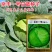 京丰一号甘蓝种子易种植好打理脆嫩包心菜种子春秋季蔬菜