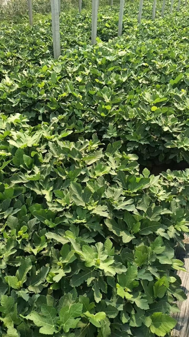 优质无花果盆栽！货源充足，基地直发