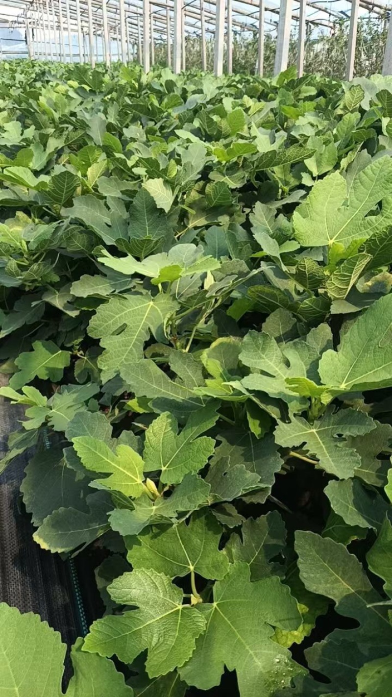 优质无花果盆栽！货源充足，基地直发