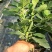 优质无花果盆栽！货源充足，基地直发