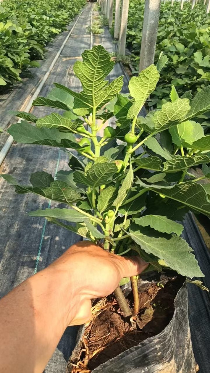 优质无花果盆栽！货源充足，基地直发