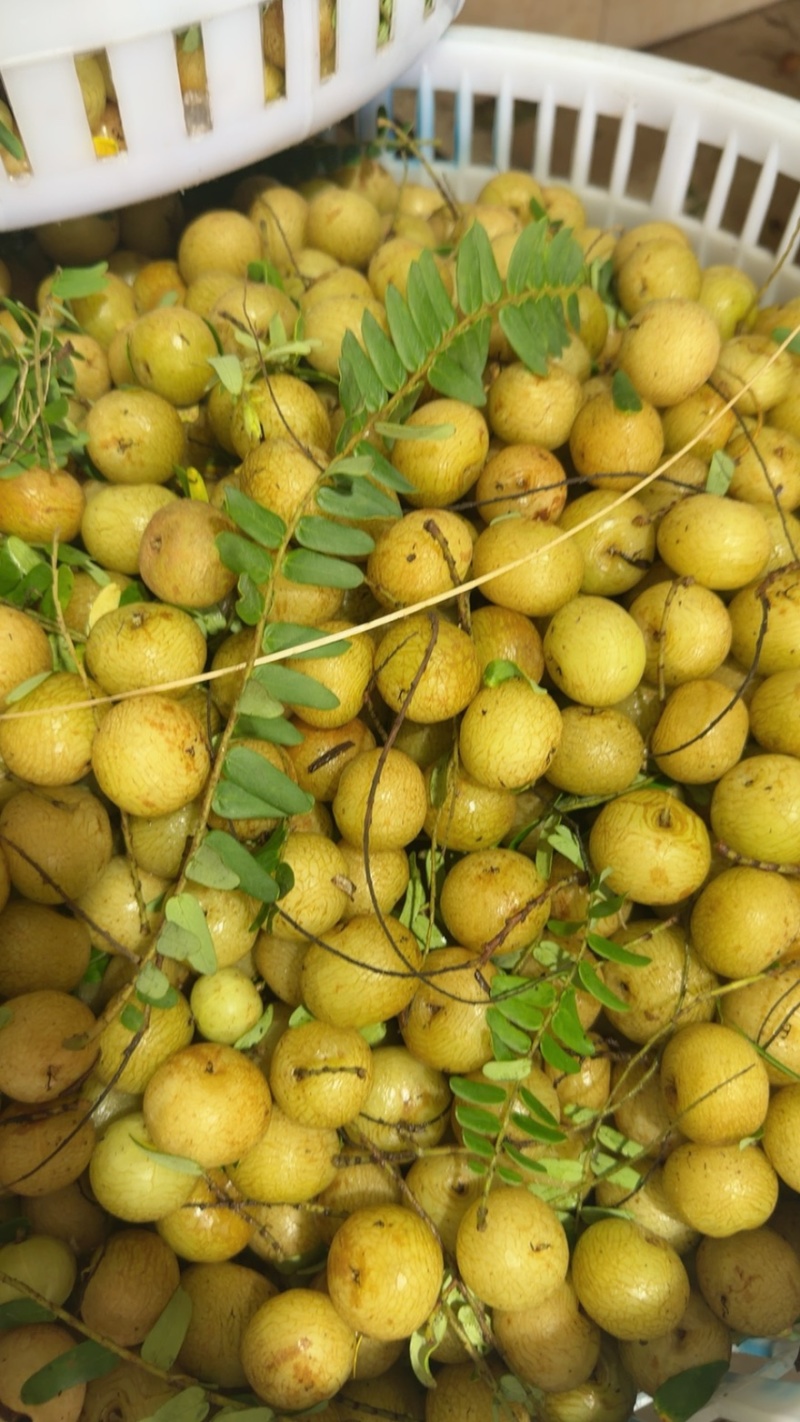 潮汕油甘果