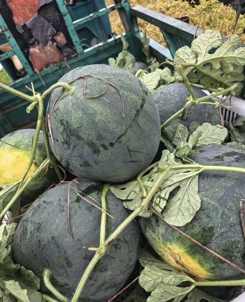 湖北宜城黑皮无籽西瓜产地直发新鲜采摘皮薄瓤甜多汁长期供货