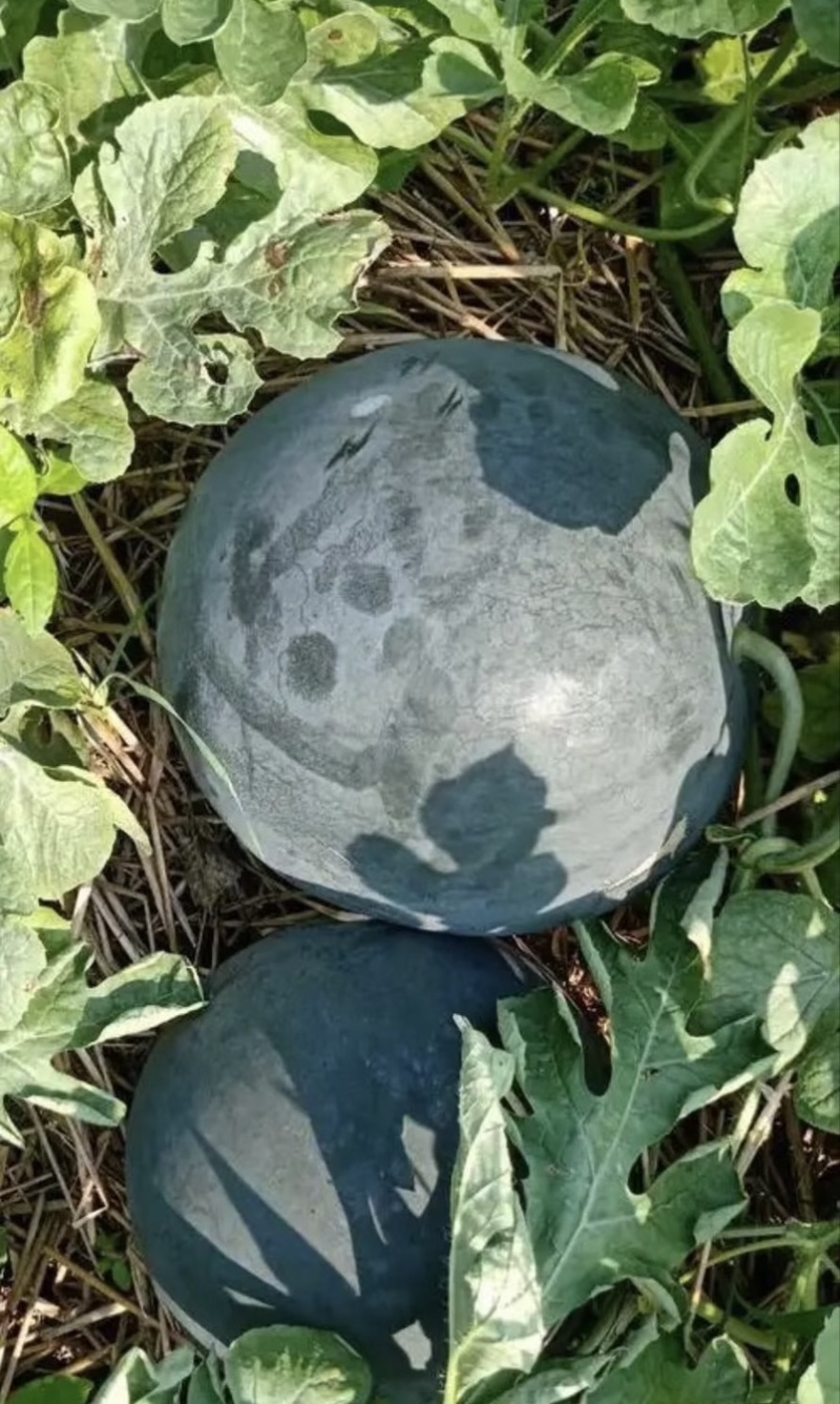 湖北宜城黑皮无籽西瓜产地直发新鲜采摘皮薄瓤甜多汁长期供货