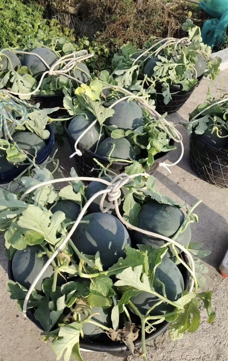 湖北宜城黑皮无籽西瓜产地直发新鲜采摘皮薄瓤甜多汁长期供货