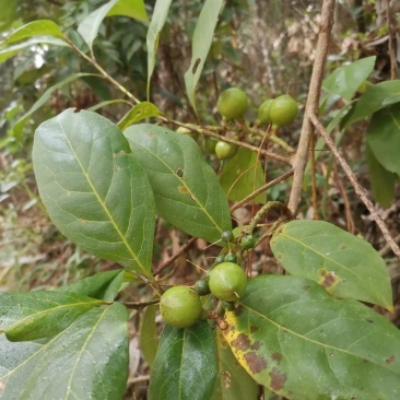 云南豆腐渣果