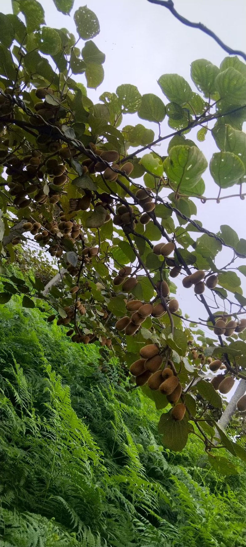 绿心猕猴桃