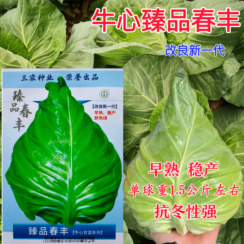 **春丰牛心尖包甘蓝种子一代杂交不裂球四季耐寒甜脆
