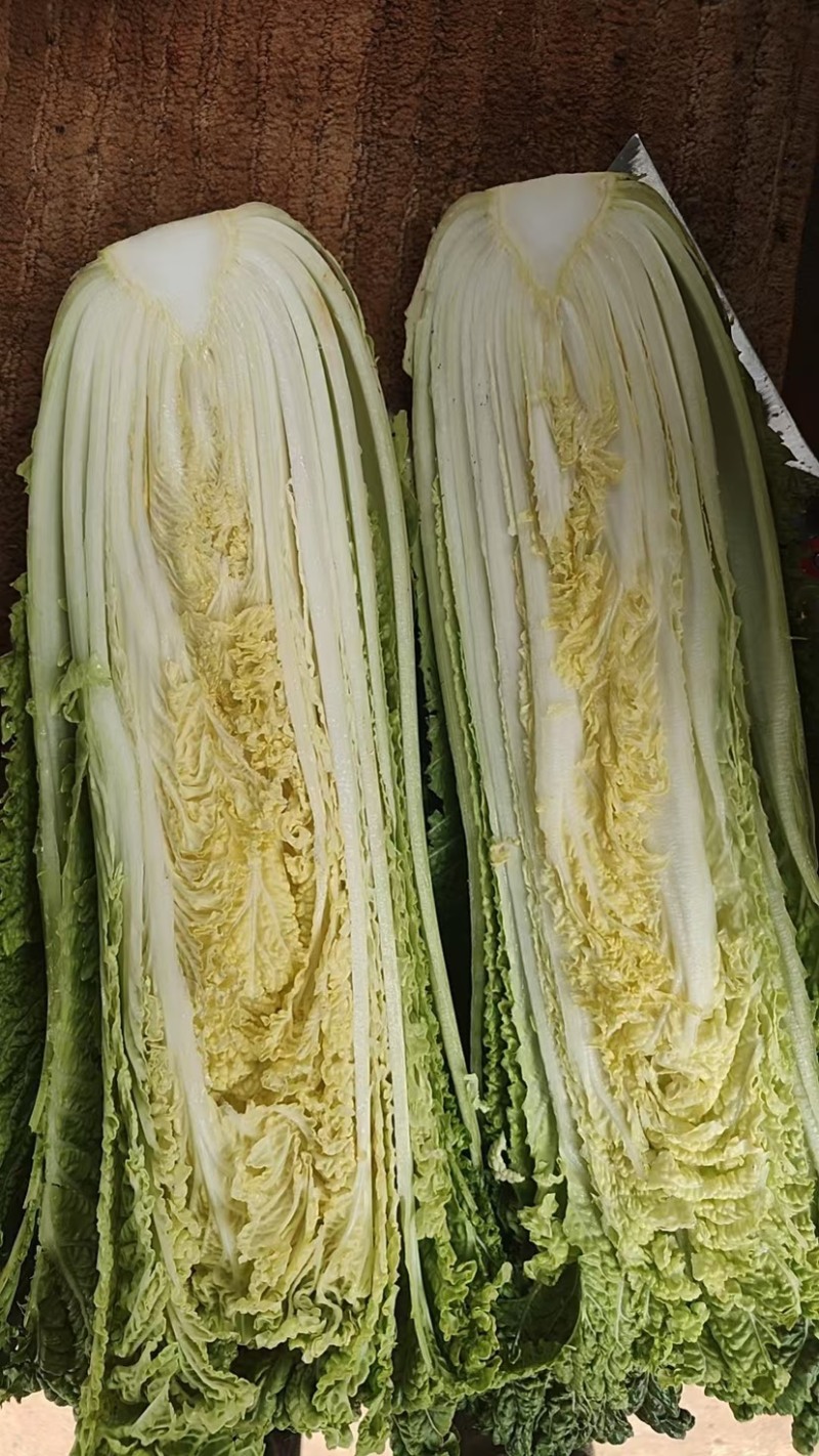 清麻叶。贵州毕节产地精品麻叶菜全国发货可视频看货