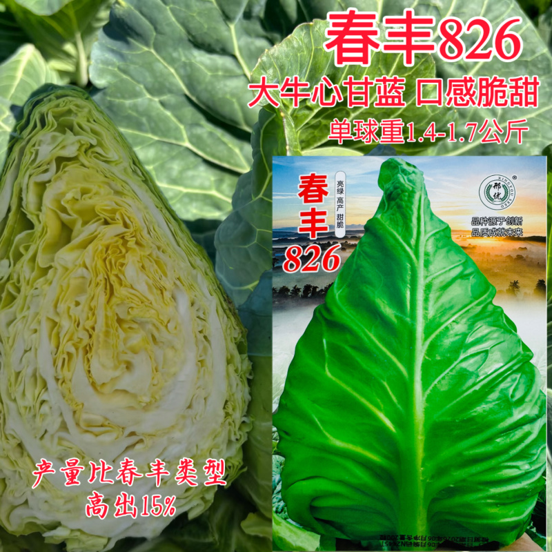 春丰826高产大牛心甘蓝种子冬性好耐低温口感甜脆抗病好