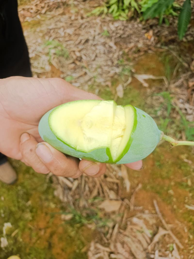 芒果桂七巳够熟，欢迎老板找我