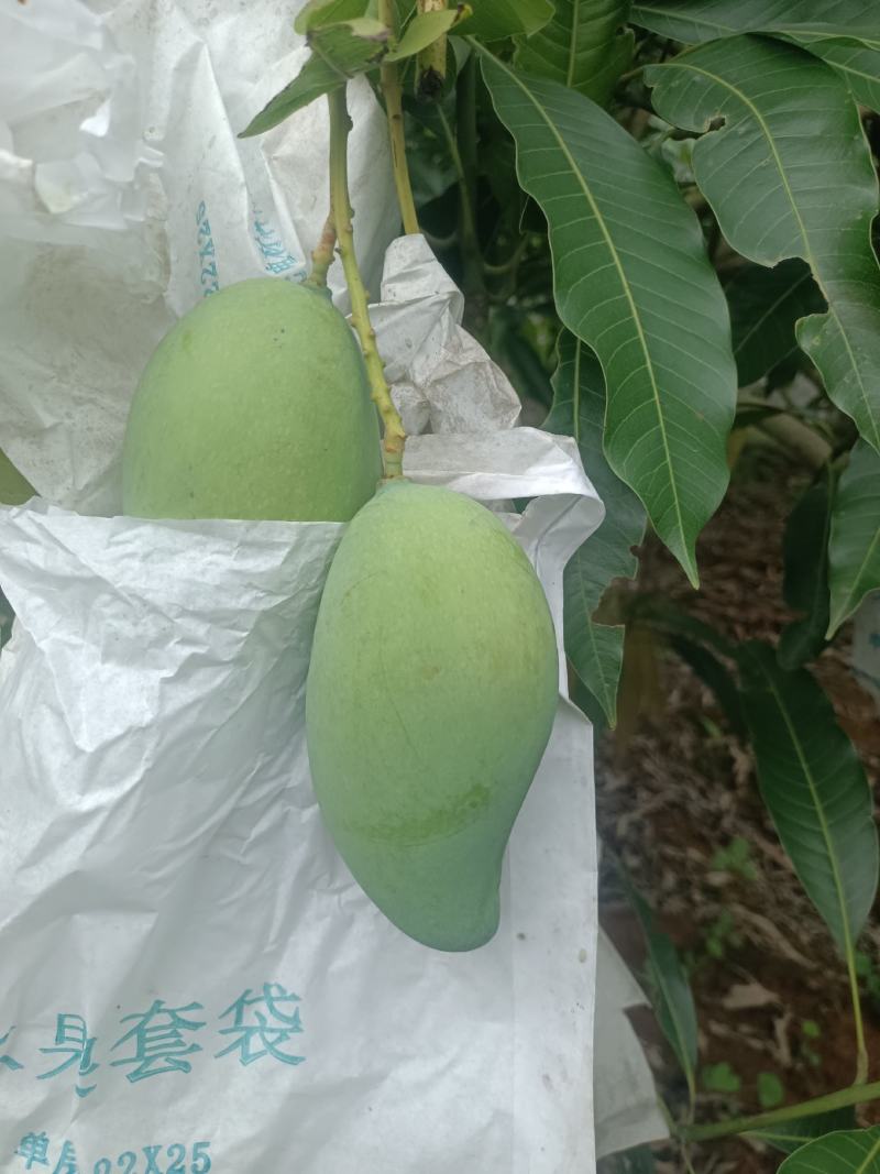 芒果桂七巳够熟，欢迎老板找我