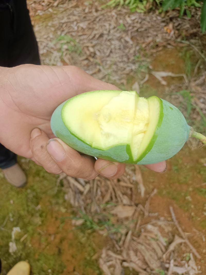 芒果桂七巳够熟，欢迎老板找我