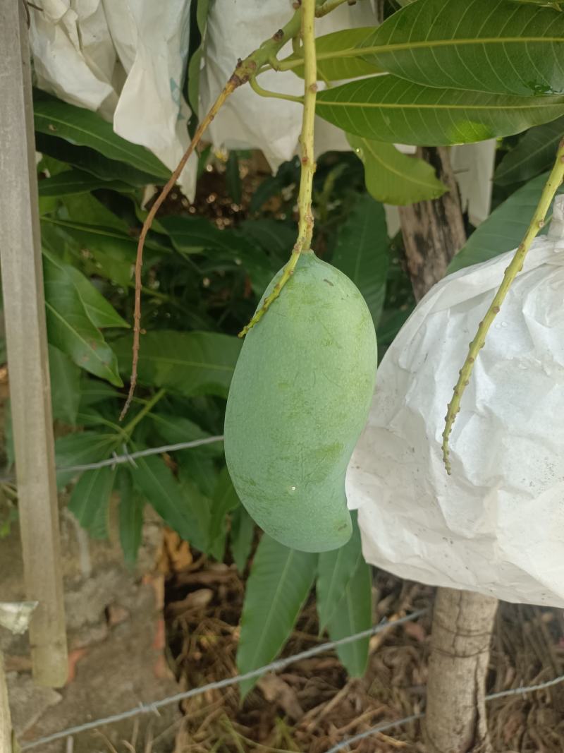 芒果桂七巳够熟，欢迎老板找我