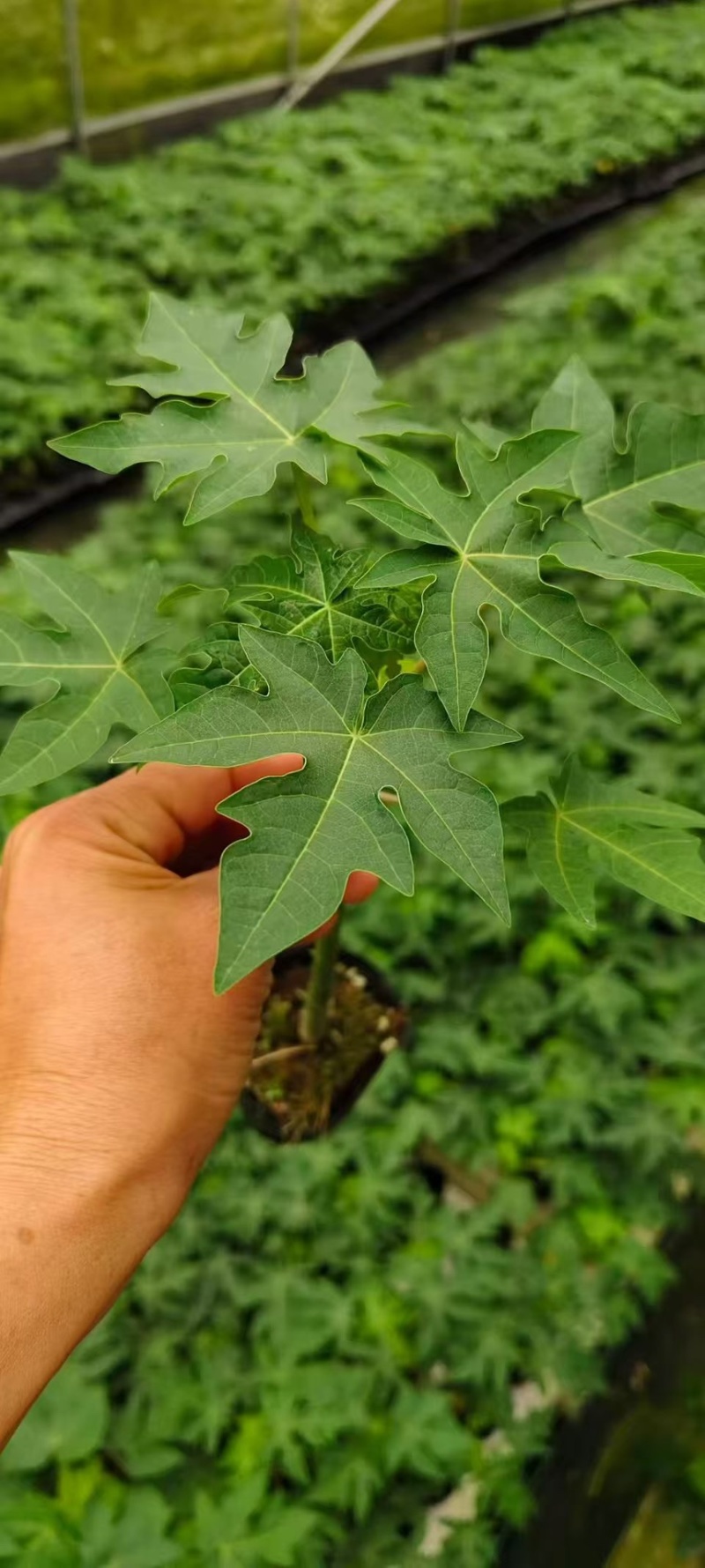 红肉木瓜苗大青木瓜苗量大从优欢迎电话订购。