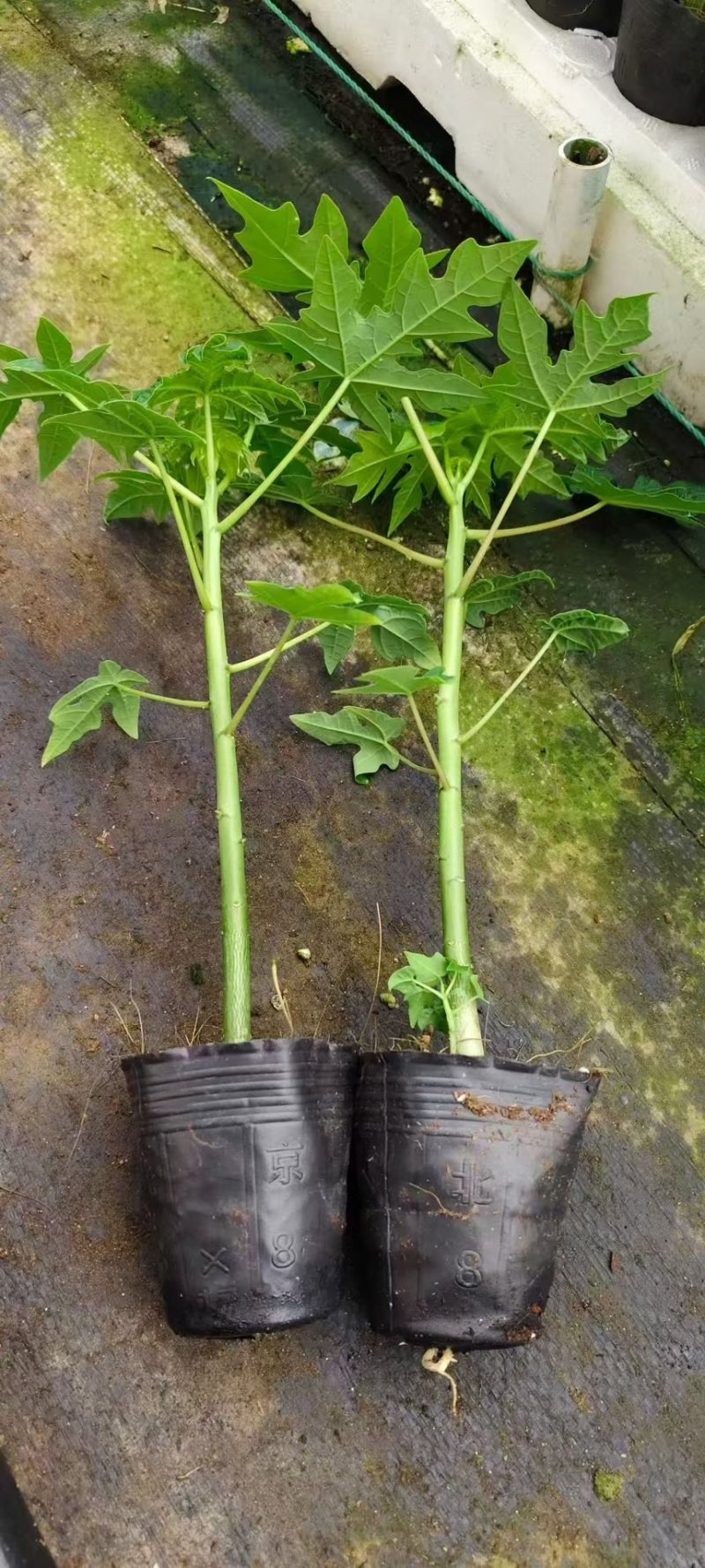 红肉木瓜苗大青木瓜苗量大从优欢迎电话订购。