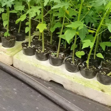 红肉木瓜苗大青木瓜苗量大从优欢迎电话订购。