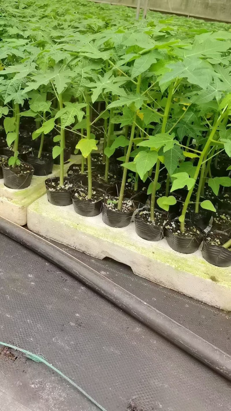 红肉木瓜苗大青木瓜苗量大从优欢迎电话订购。