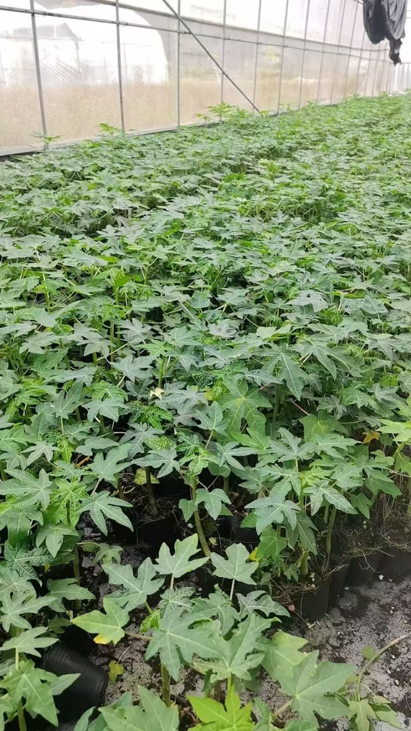 红肉木瓜苗大青木瓜苗量大从优欢迎电话订购。