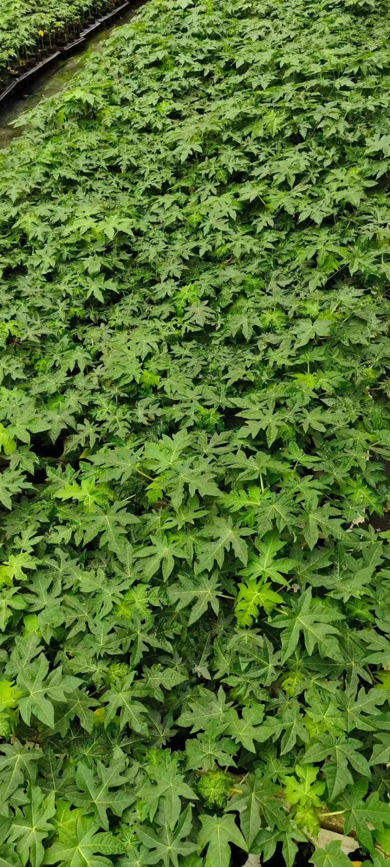 红肉木瓜苗大青木瓜苗量大从优欢迎电话订购。