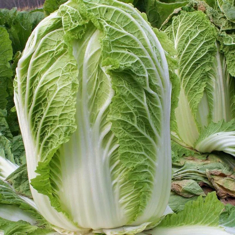 夏逢春大白菜种子中晚熟直筒型抗根肿病耐抽苔适应性广中棵型