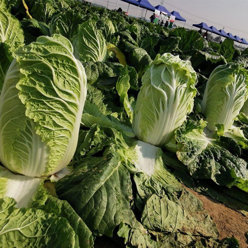 夏逢春大白菜种子中晚熟直筒型抗根肿病耐抽苔适应性广中棵型