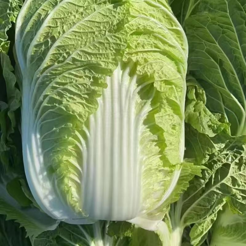 夏逢春大白菜种子中晚熟直筒型抗根肿病耐抽苔适应性广中棵型