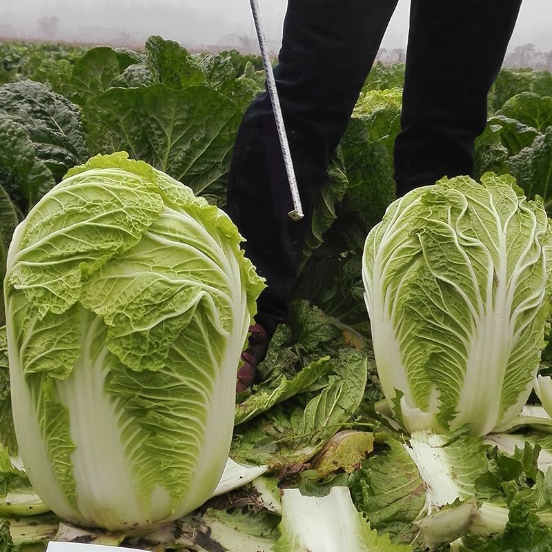 夏逢春大白菜种子中晚熟直筒型抗根肿病耐抽苔适应性广中棵型