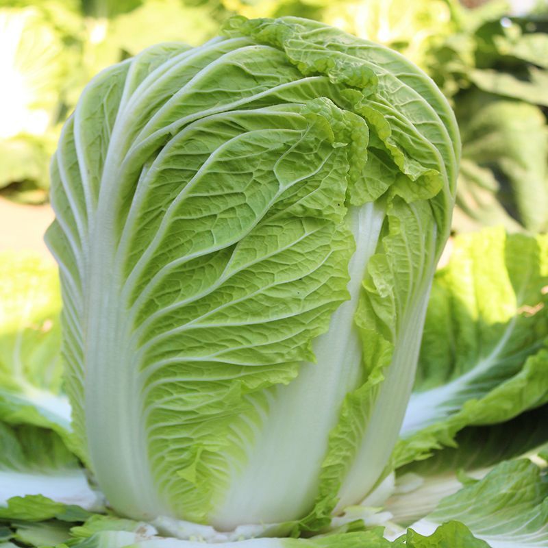 夏逢春大白菜种子中晚熟直筒型抗根肿病耐抽苔适应性广中棵型