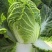 夏逢春大白菜种子中晚熟直筒型抗根肿病耐抽苔适应性广中棵型