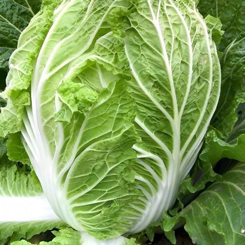 夏逢春大白菜种子中晚熟直筒型抗根肿病耐抽苔适应性广中棵型