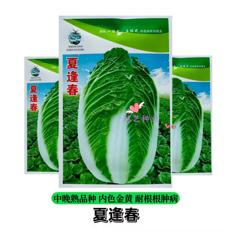 夏逢春大白菜种子中晚熟直筒型抗根肿病耐抽苔适应性广中棵型