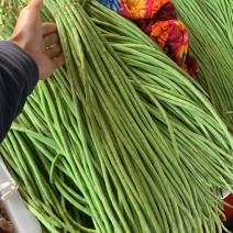 云南精品豇豆大量上市货源稳定欢迎对接合作