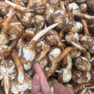 云南大茨菇小慈菇中号茨菇蓝白产地直销快递整车物流全国发货