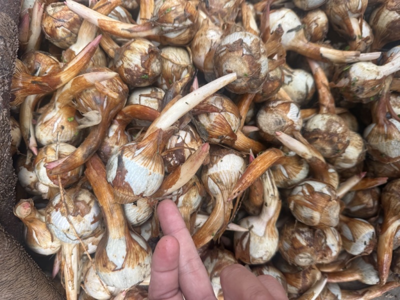 云南大茨菇小慈菇中号茨菇蓝白产地直销快递整车物流全国发货