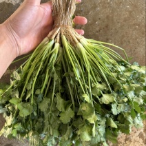 云南直销水洗香菜泡沫箱常年发贵阳湖南等欢迎合作对接