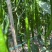 大棚线椒
