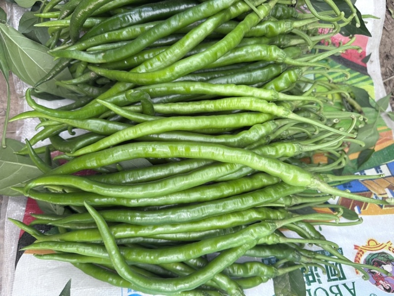 大棚线椒