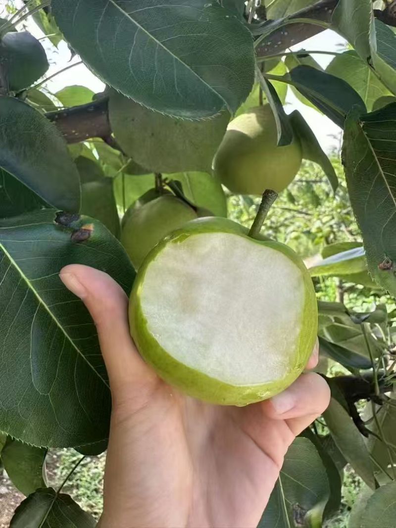翠玉梨产地大量供应中，口感脆甜，电商市场团购对接