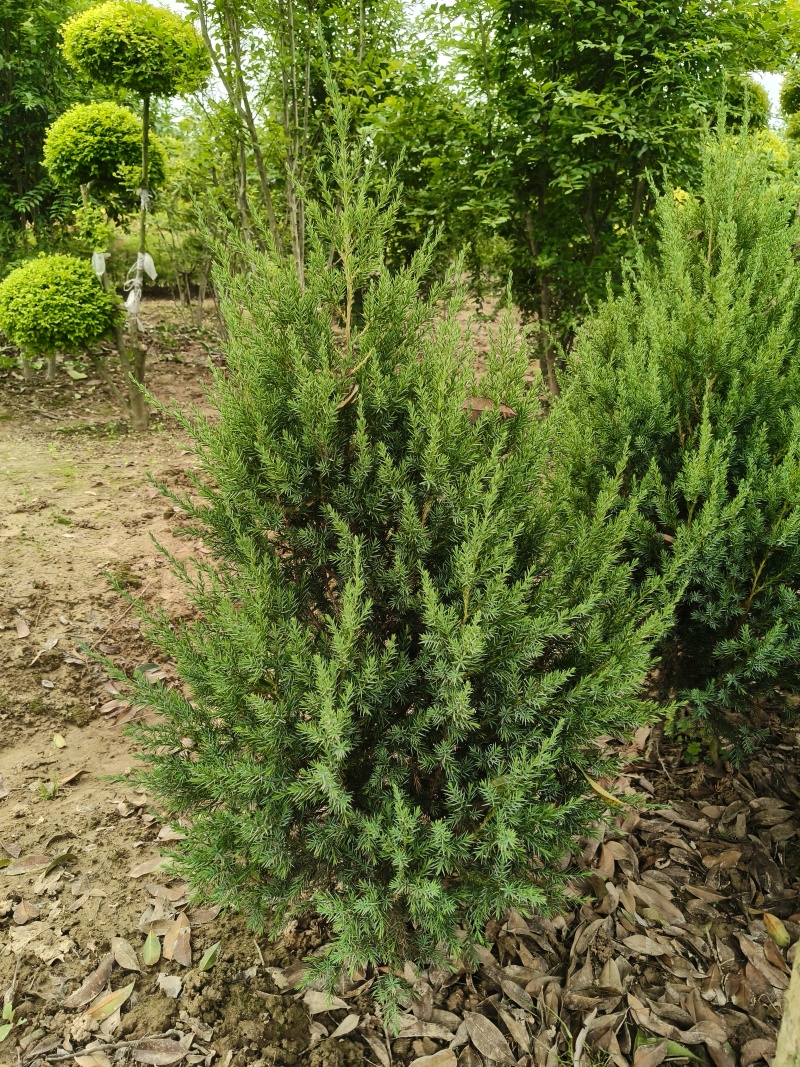 杜松杯苗