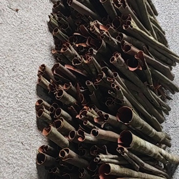 湖北恩施大山野生桂皮，