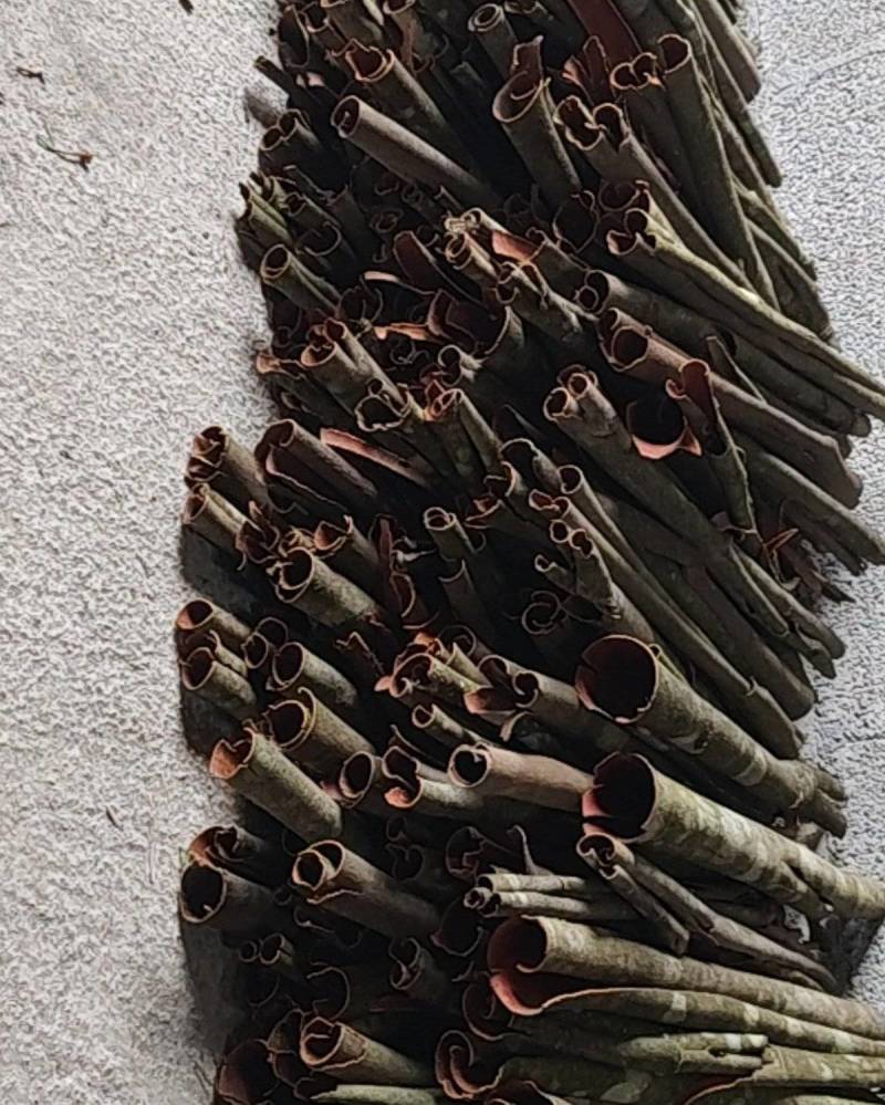 湖北恩施大山野生桂皮，