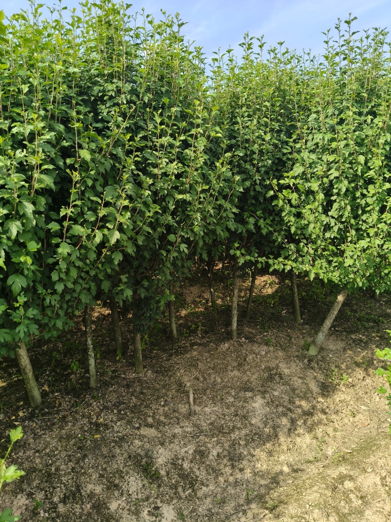 木槿树