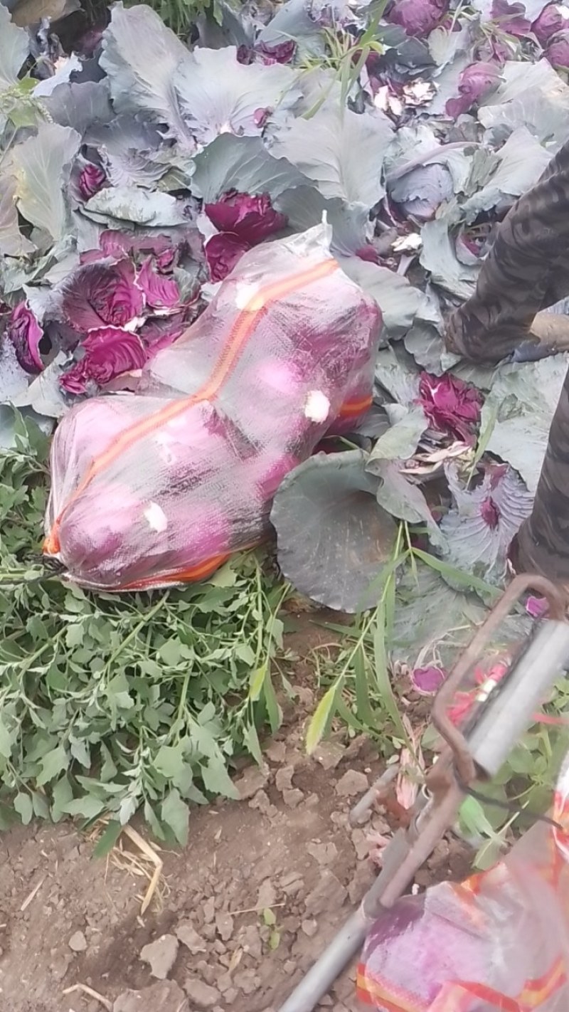 紫罗兰紫甘蓝生长期90天左右，富含花青素，等多种维生素营