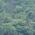 湖北恩施大山野生桂皮，