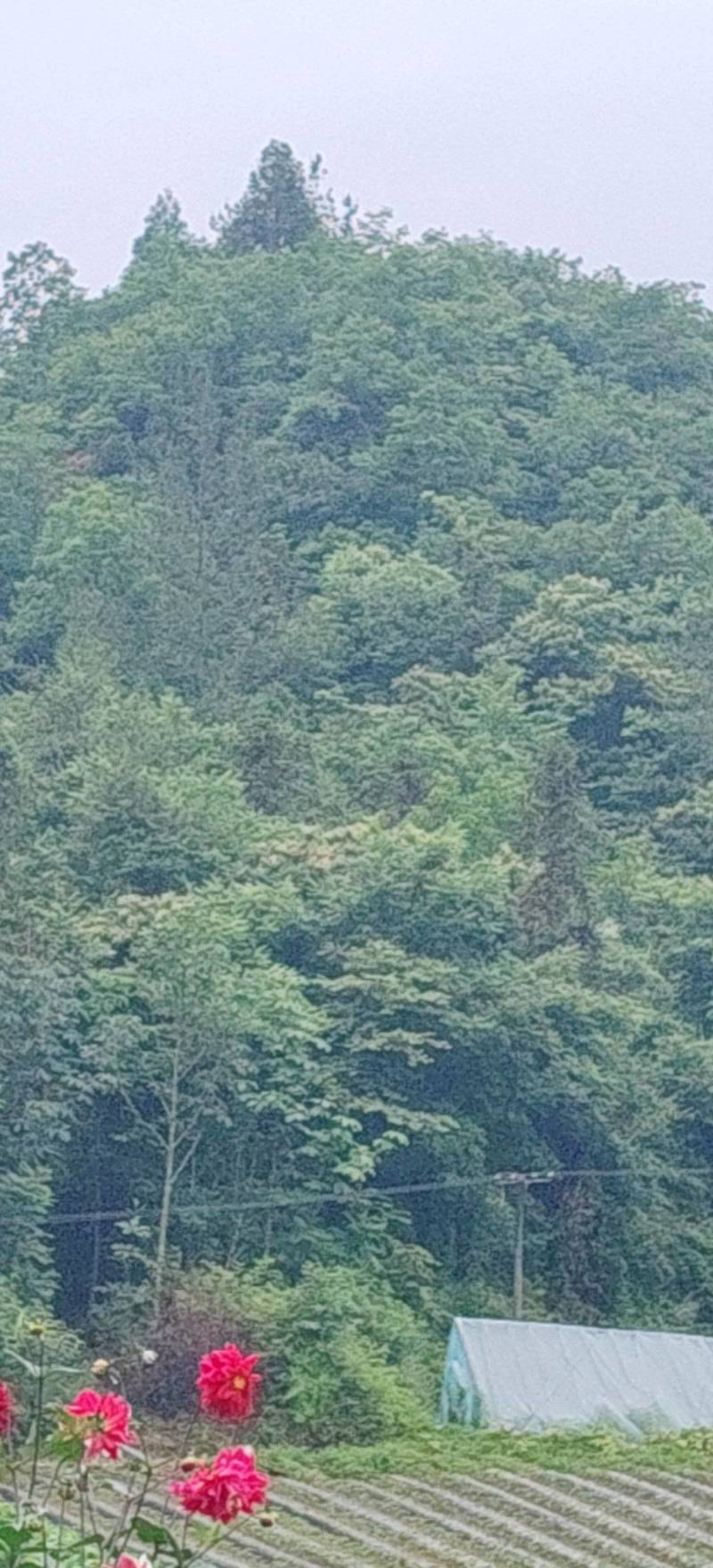 湖北恩施大山野生桂皮，