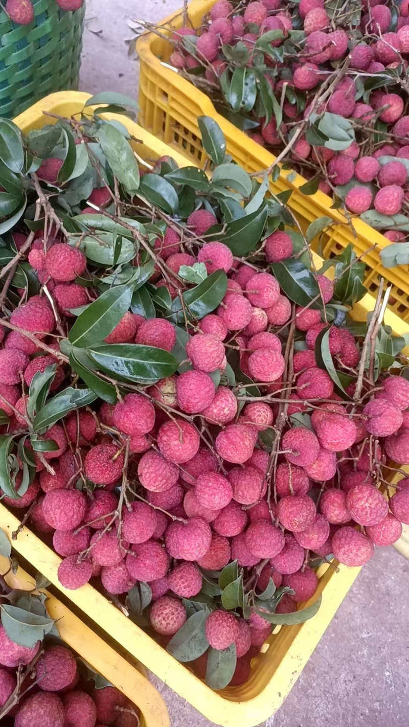 禾荔