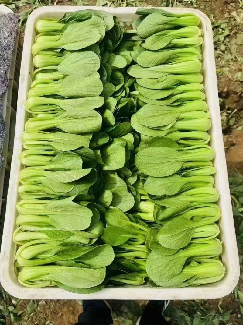上海青